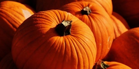 Zašto je bundeva korisna: sastav, sadržaj kalorija, sadržaj vitamina